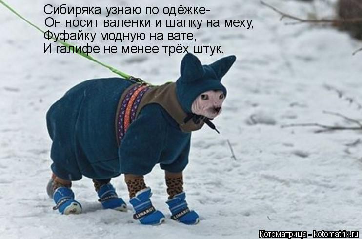 Котоматрица: Сибиряка узнаю по одёжке- Он носит валенки и шапку на меху, Фуфайку модную на вате, И галифе не менее трёх штук.