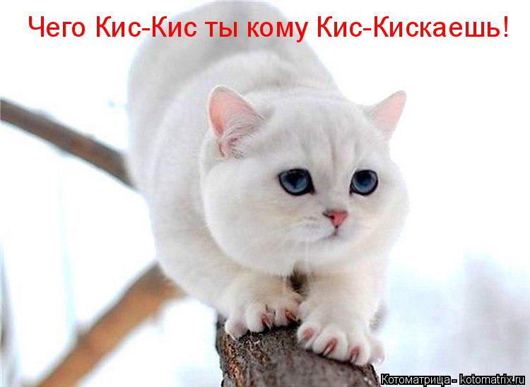 Котоматрица: Чего Кис-Кис ты кому Кис-Кискаешь!