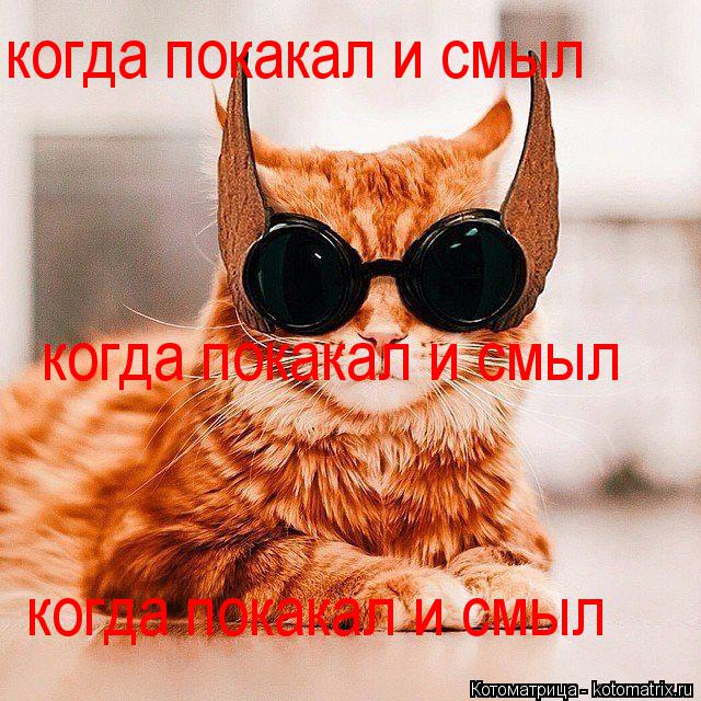 Котоматрица: когда покакал и смыл когда покакал и смыл когда покакал и смыл