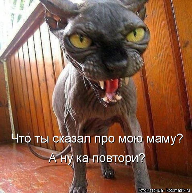 Котоматрица: Что ты сказал про мою маму? А ну ка повтори?