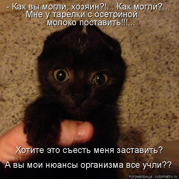 - Как вы могли, хозяин?!... Как могли?... Мне у тарелки с осетриной молоко поставить!!!... Хотите это... Котоматрица: - Как вы могли, хозяин?!... Как могли?... Мне у тарелки с осетриной молоко поставить!!!... Хотите это съесть меня заставить? А вы мои нюансы организ