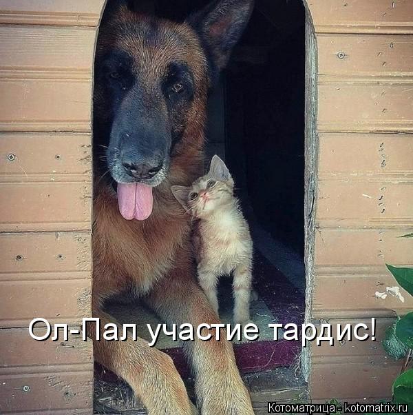 Котоматрица: Ол-Пал участие тардис!