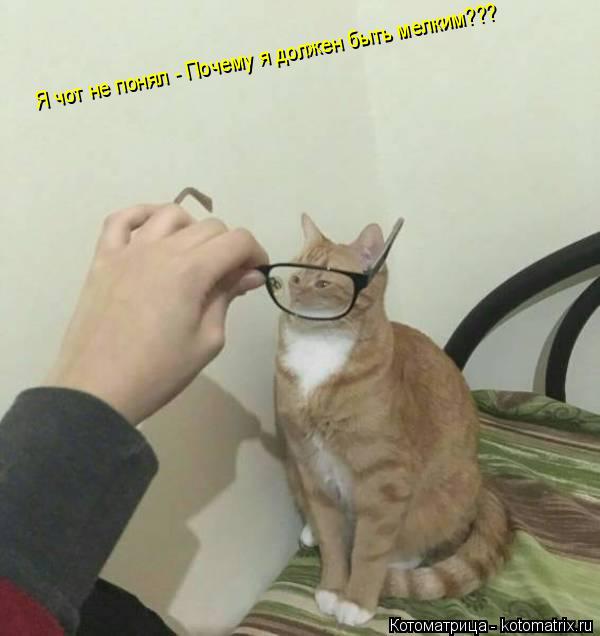 Котоматрица: Я чот не понял - Почему я должен быть мелким??? Я чот не понял - Почему я должен быть мелким???