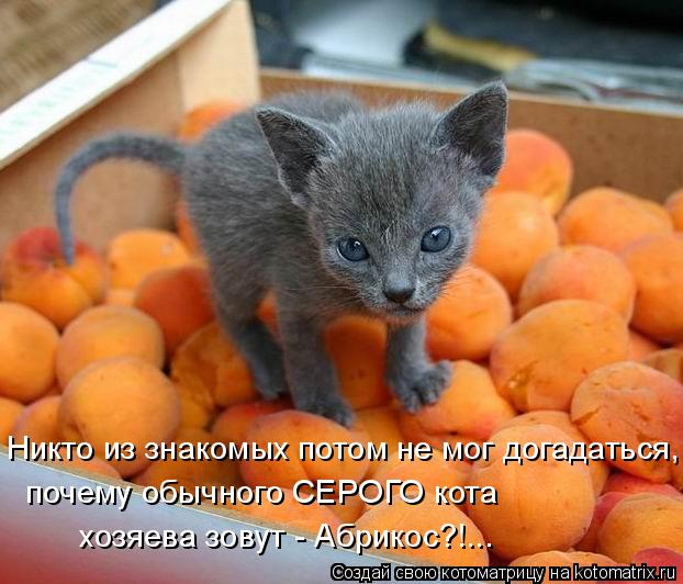 Котоматрица: Никто из знакомых потом не мог догадаться, почему обычного СЕРОГО кота  хозяева зовут - Абрикос?!...