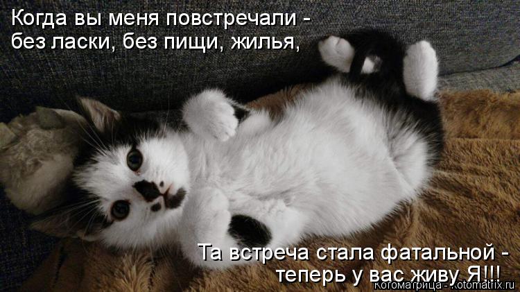 Когда вы меня повстречали - без ласки, без пищи, жилья, Та встреча стала фатальной - теперь у вас жив... Котоматрица: Когда вы меня повстречали - без ласки, без пищи, жилья, Та встреча стала фатальной - теперь у вас живу Я!!!
