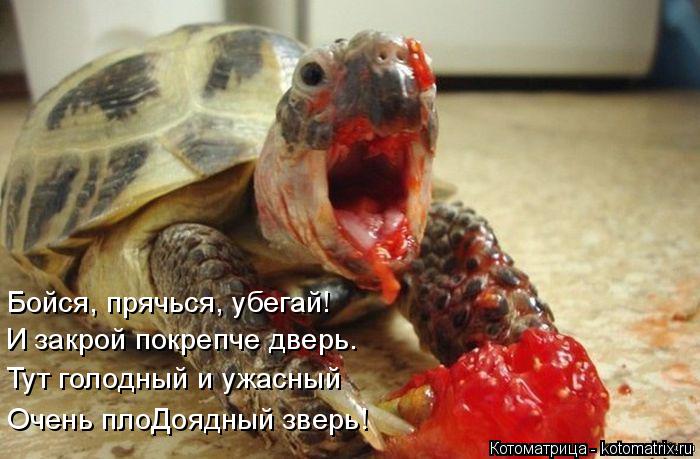 Бойся, прячься, убегай! И закрой покрепче дверь. Тут голодный и ужасный Очень плоДоядный зверь!... Котоматрица: Бойся, прячься, убегай! И закрой покрепче дверь. Тут голодный и ужасный Очень плоДоядный зверь!