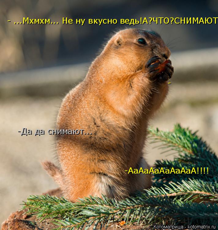 Котоматрица: - ...Мхмхм... Не ну вкусно ведь!!!!! А?ЧТО?СНИМАЮТ???!!! - ...Мхмхм... Не ну вкусно ведь!А?ЧТО?СНИМАЮТ???!!! - -Да да снимают... -АаАаАаАаАаАаА!!!!