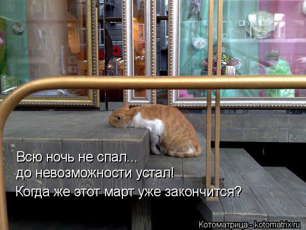 Котоматрица: Всю ночь не спал... до невозможности устал! Когда же этот март уже закончится?