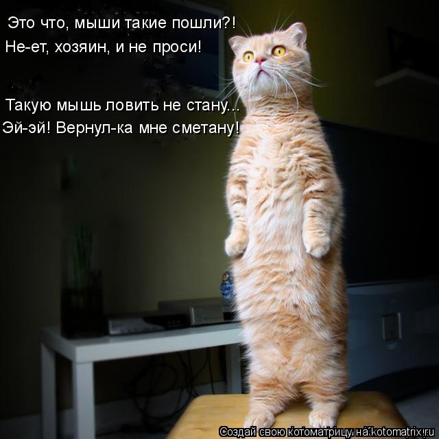 Это что, мыши такие пошли?! Не-ет, хозяин, и не проси! Такую мышь ловить не стану... Эй-эй! Вернул-ка... Котоматрица: Это что, мыши такие пошли?! Не-ет, хозяин, и не проси! Такую мышь ловить не стану... Эй-эй! Вернул-ка мне сметану!
