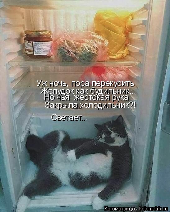 Котоматрица: Уж ночь, пора перекусить Желудок как будильник... Но чья  жестокая рука  Закрыла холодильник?! Светает...