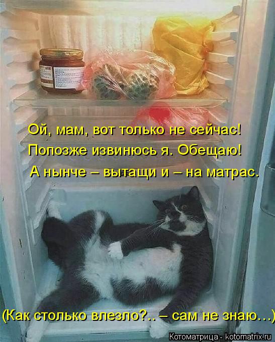 http://kotomatrix.ru/images/lolz/2018/03/21/kotomatritsa_b.jpg