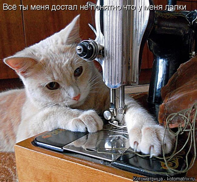 Всё ты меня достал не понятно что у меня лапки... Котоматрица: Всё ты меня достал не понятно что у меня лапки