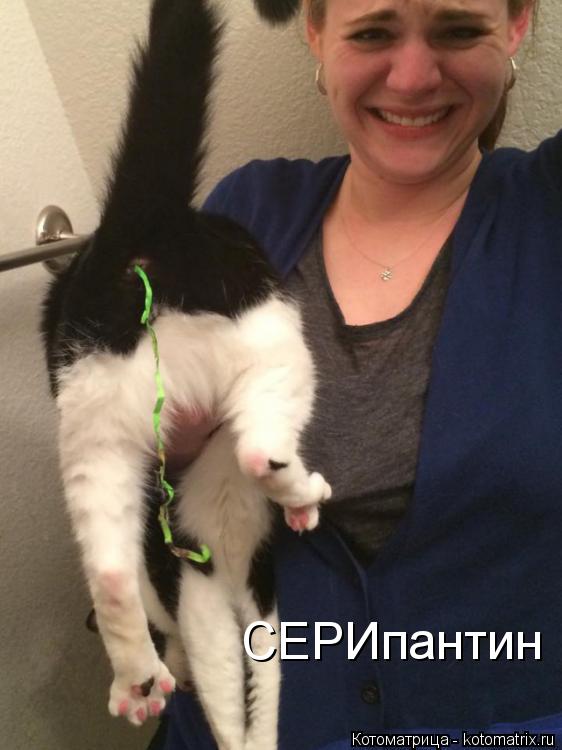 СЕРИпантин... Котоматрица: СЕРИпантин