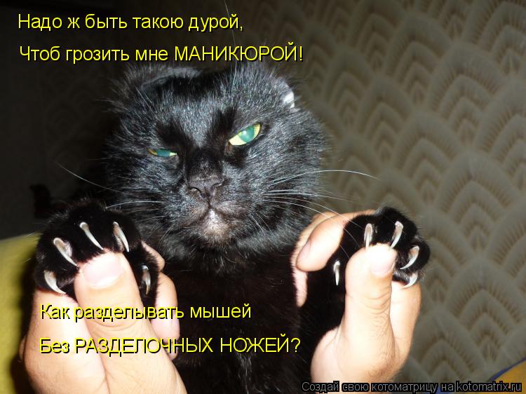 Котоматрица: Надо ж быть такою дурой, Чтоб грозить мне МАНИКЮРОЙ! Без РАЗДЕЛОЧНЫХ НОЖЕЙ? Как разделывать мышей