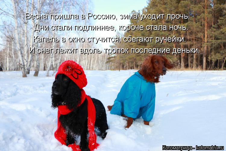 Котоматрица: Дни стали подлиннее, короче стала ночь. Капель в окно стучится, сбегают ручейки. И снег лежит вдоль тропок последние деньки. Весна пришла в Р
