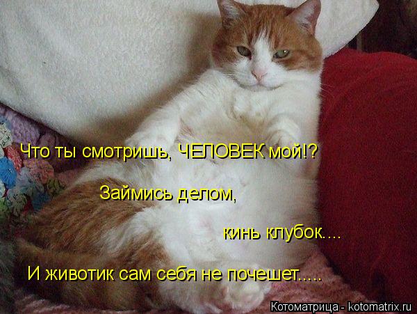Котоматрица: Займись делом, кинь клубок.... Что ты смотришь, ЧЕЛОВЕК мой!? И животик сам себя не почешет.....