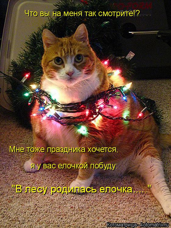 Котоматрица: Что вы на меня так смотрите!? Мне тоже праздника хочется, я у вас елочкой побуду: "В лесу родилась елочка....."