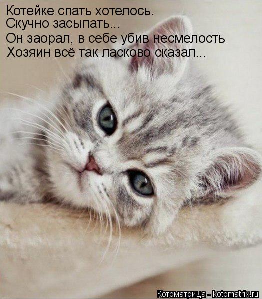 Котоматрица: Котейке спать хотелось. Скучно засыпать... Он заорал, в себе убив несмелость Хозяин всё так ласково сказал...