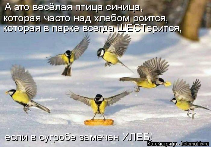 А это весёлая птица синица, которая в парке всегда ШЕСТерится, которая часто над хлебом роится, если ... Котоматрица: А это весёлая птица синица, которая в парке всегда ШЕСТерится, которая часто над хлебом роится, если в сугробе замечен ХЛЕБ!