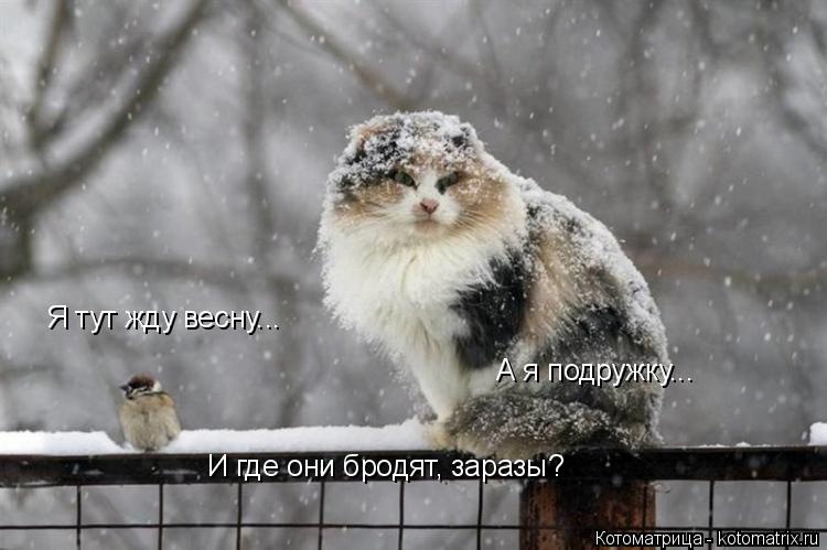 Я тут жду весну... А я подружку... И где они бродят, заразы?... Котоматрица: Я тут жду весну... А я подружку... И где они бродят, заразы?