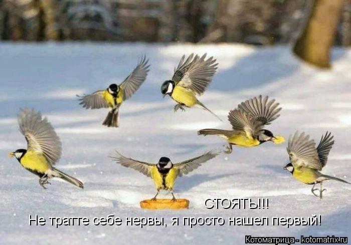 СТОЯТЬ!!! Не тратте себе нервы, я просто нашел первый!... Котоматрица: СТОЯТЬ!!! Не тратте себе нервы, я просто нашел первый!