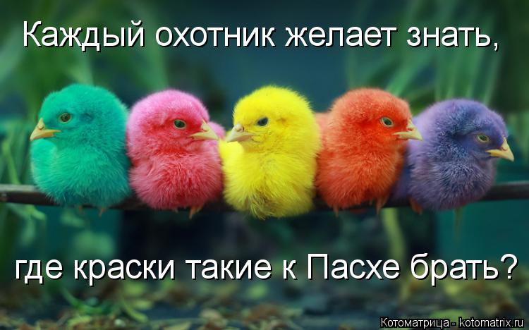 Каждый охотник желает знать, где краски такие к Пасхе брать?... Котоматрица: Каждый охотник желает знать, где краски такие к Пасхе брать?