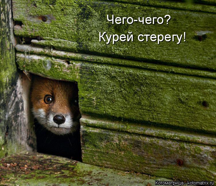 Чего-чего? Курей стерегу!... Котоматрица: Чего-чего? Курей стерегу!
