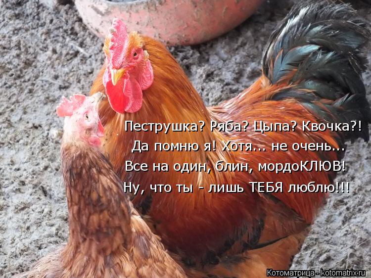 Пеструшка? Ряба? Цыпа? Квочка?! Да помню я! Хотя... не очень... Все на один, блин, мордоКЛЮВ! Ну, что... Котоматрица: Пеструшка? Ряба? Цыпа? Квочка?! Да помню я! Хотя... не очень... Все на один, блин, мордоКЛЮВ! Ну, что ты - лишь ТЕБЯ люблю!!!