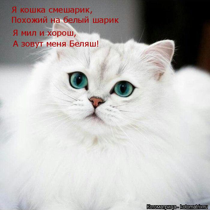 Я кошка смешарик, Похожий на белый шарик Я мил и хорош, А зовут меня Беляш!... Котоматрица: Я кошка смешарик, Похожий на белый шарик Я мил и хорош, А зовут меня Беляш!