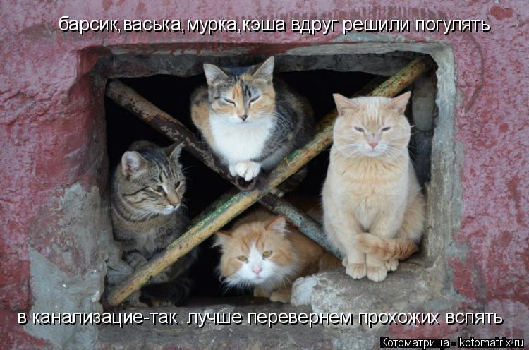 барсик,васька,мурка,кэша вдруг решили погулять в канализацие-так лучше перевернем прохожих вспять... Котоматрица: барсик,васька,мурка,кэша вдруг решили погулять в канализацие-так лучше перевернем прохожих вспять