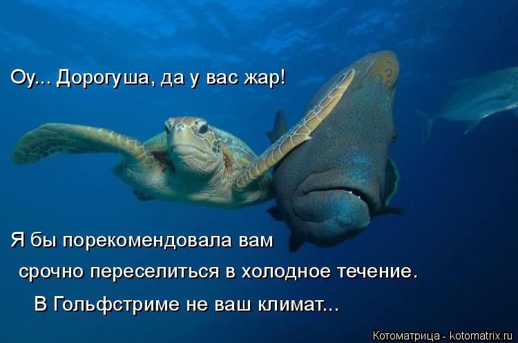 Оу... Дорогуша, да у вас жар! Я бы порекомендовала вам срочно переселиться в холодное течение. В Гол... Котоматрица: Оу... Дорогуша, да у вас жар! Я бы порекомендовала вам срочно переселиться в холодное течение. В Гольфстриме не ваш климат...