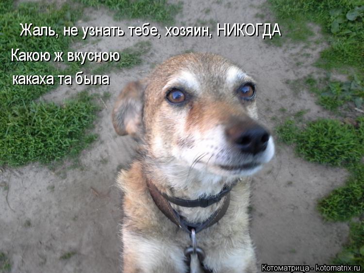 Жаль, не узнать тебе, хозяин, НИКОГДА Какою ж вкусною какаха та была... Котоматрица: Жаль, не узнать тебе, хозяин, НИКОГДА Какою ж вкусною какаха та была