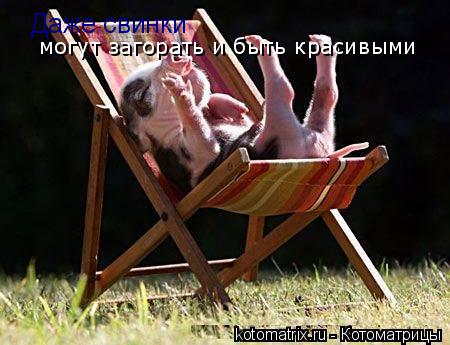 Котоматрица: Даже свинки Даже свинки могут загорать и быть красивыми