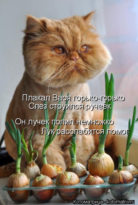Котоматрица: Плакал Вася горько-горько Слез струился ручеек Он лучек полил немножко Лук расслабится помог