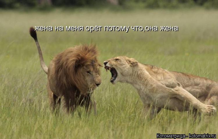 Котоматрица: жена на меня орёт потому что,она жена