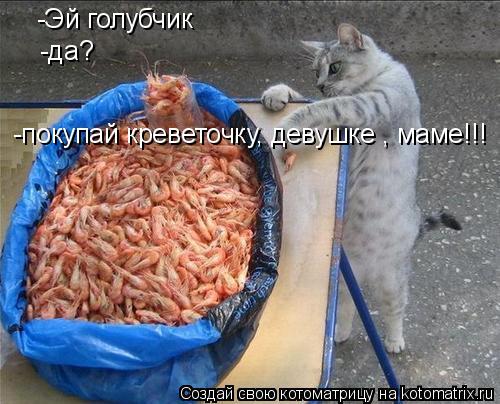 Котоматрица: -Эй голубчик -да? -покупай креветочку, девушке , маме!!!