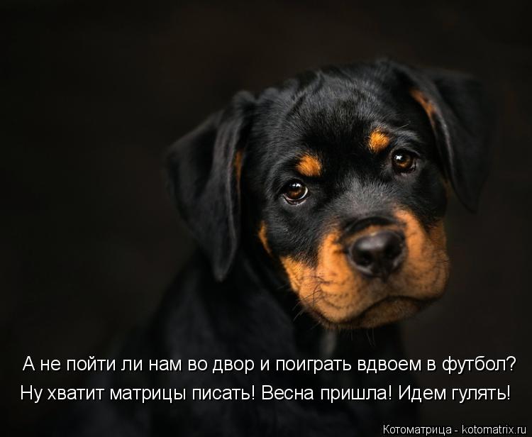 Ну хватит матрицы писать! Весна пришла! Идем гулять! А не пойти ли нам во двор и поиграть вдвоем в фу... Котоматрица: Ну хватит матрицы писать! Весна пришла! Идем гулять! А не пойти ли нам во двор и поиграть вдвоем в футбол?