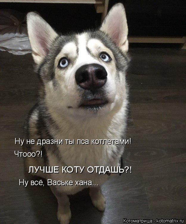 Ну не дразни ты пса котлетами! Чтооо?! ЛУЧШЕ КОТУ ОТДАШЬ?! Ну всё, Ваське хана...... Котоматрица: Ну не дразни ты пса котлетами! Чтооо?! ЛУЧШЕ КОТУ ОТДАШЬ?! Ну всё, Ваське хана...