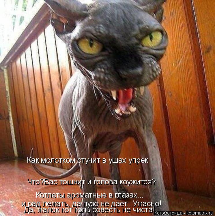 Что?Вас тошнит и голова коужится? Котлеты ароматные в глазах... Как молотком стучит в ушах упрек и ра... Котоматрица: Что?Вас тошнит и голова коужится? Котлеты ароматные в глазах... Как молотком стучит в ушах упрек и рад лежать, да пузо не дает...Ужасно! Да, жал?