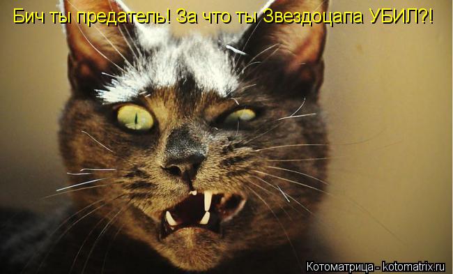 Котоматрица: Бич ты предатель! За что ты Звездоцапа УБИЛ?!
