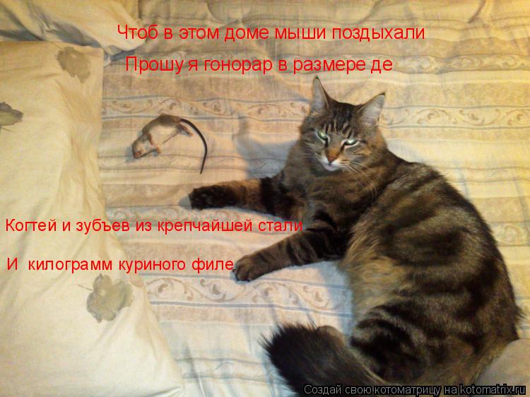 Котоматрица: Чтоб в этом доме мыши поздыхали Прошу я гонорар в размере де Когтей и зубъев из крепчайшей стали И  килограмм куриного филе