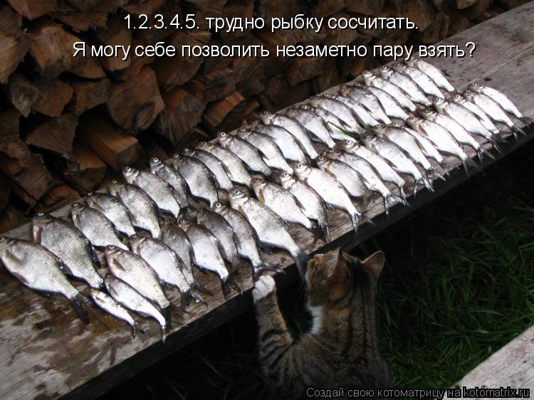 Котоматрица: 1.2.3.4.5. трудно рыбку сосчитать. Я могу себе позволить незаметно пару взять?