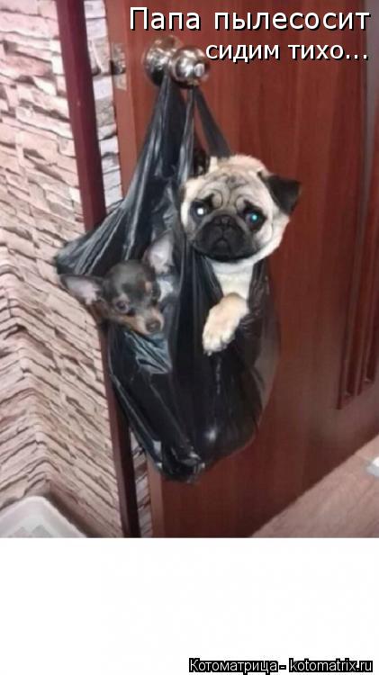 Котоматрица: Папа пылесосит сидим тихо...