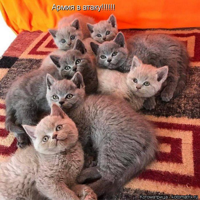 Котоматрица: Армия в атаку!!!!!!