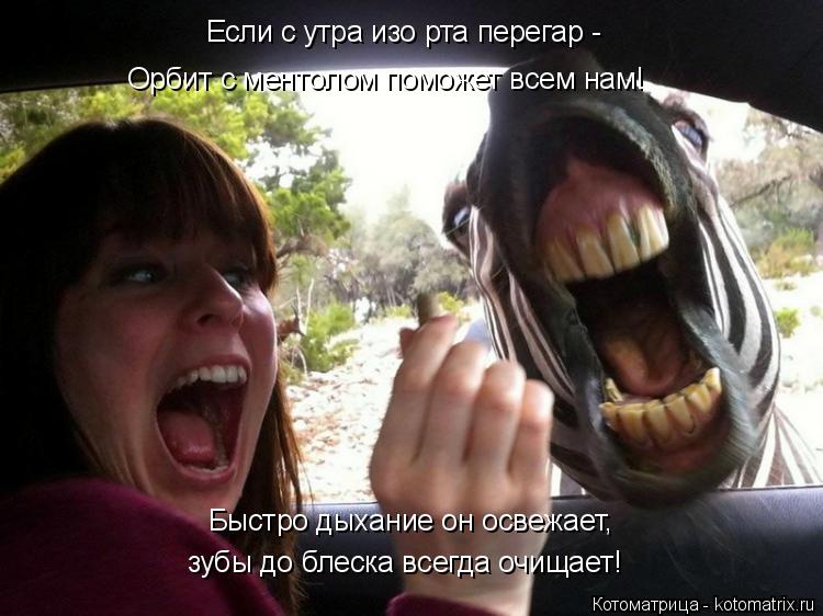 Котоматрица: Если с утра изо рта перегар - Орбит с ментолом поможет всем нам! Быстро дыхание он освежает, зубы до блеска всегда очищает!
