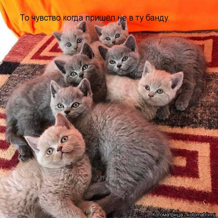Котоматрица: То чувство когда пришёл не в ту банду.