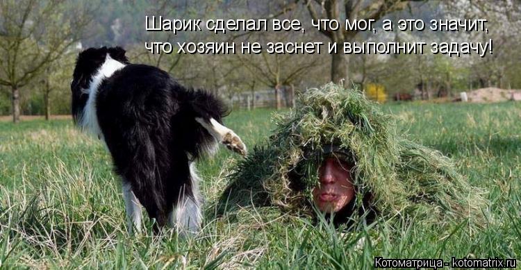 Котоматрица: Шарик сделал все, что мог, а это значит, что хозяин не заснет и выполнит задачу!