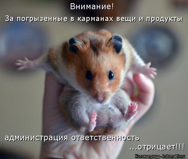 Внимание! За погрызенные в карманах вещи и продукты администрация ответственность ...отрицает!!!... Котоматрица: Внимание! За погрызенные в карманах вещи и продукты администрация ответственность ...отрицает!!!