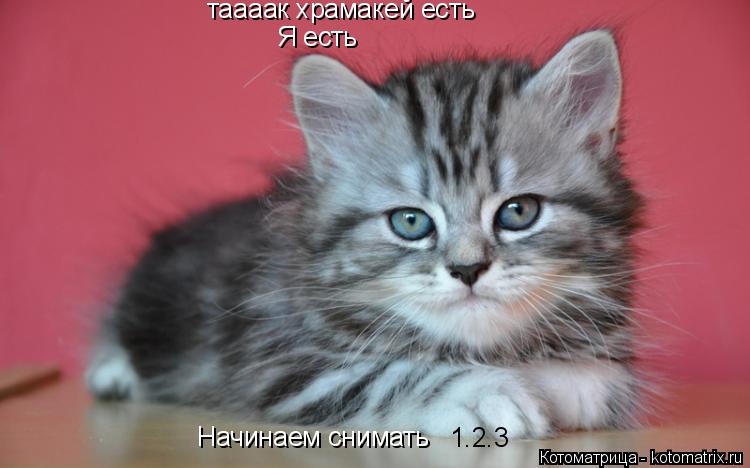 Котоматрица: таааак храмакей есть Я есть Начинаем снимать 1.2.3