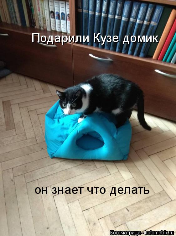 Котоматрица: Подарили Кузе домик он знает как им пользоваться Подарили Кузе домик он знает что делать